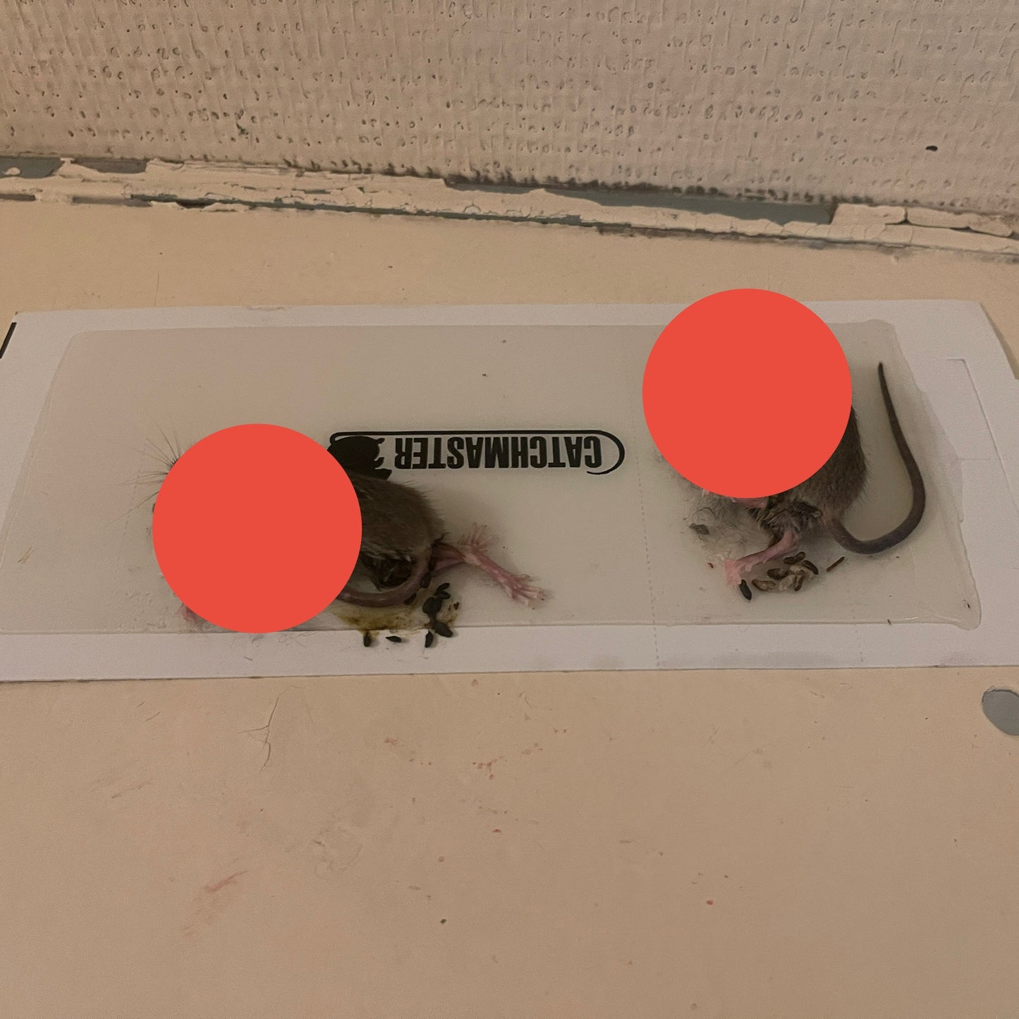 Lot de 20 Plaques Collantes Pièges à Rongeurs - Attractif Noisette Inclus