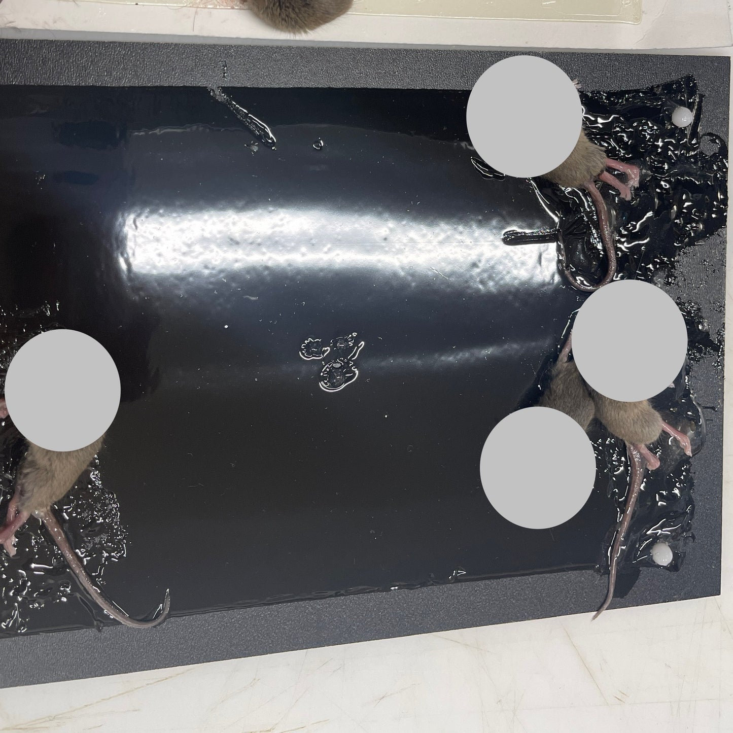 Lot de 4 Plaques Collantes Piège à Souris Ultra-Efficaces